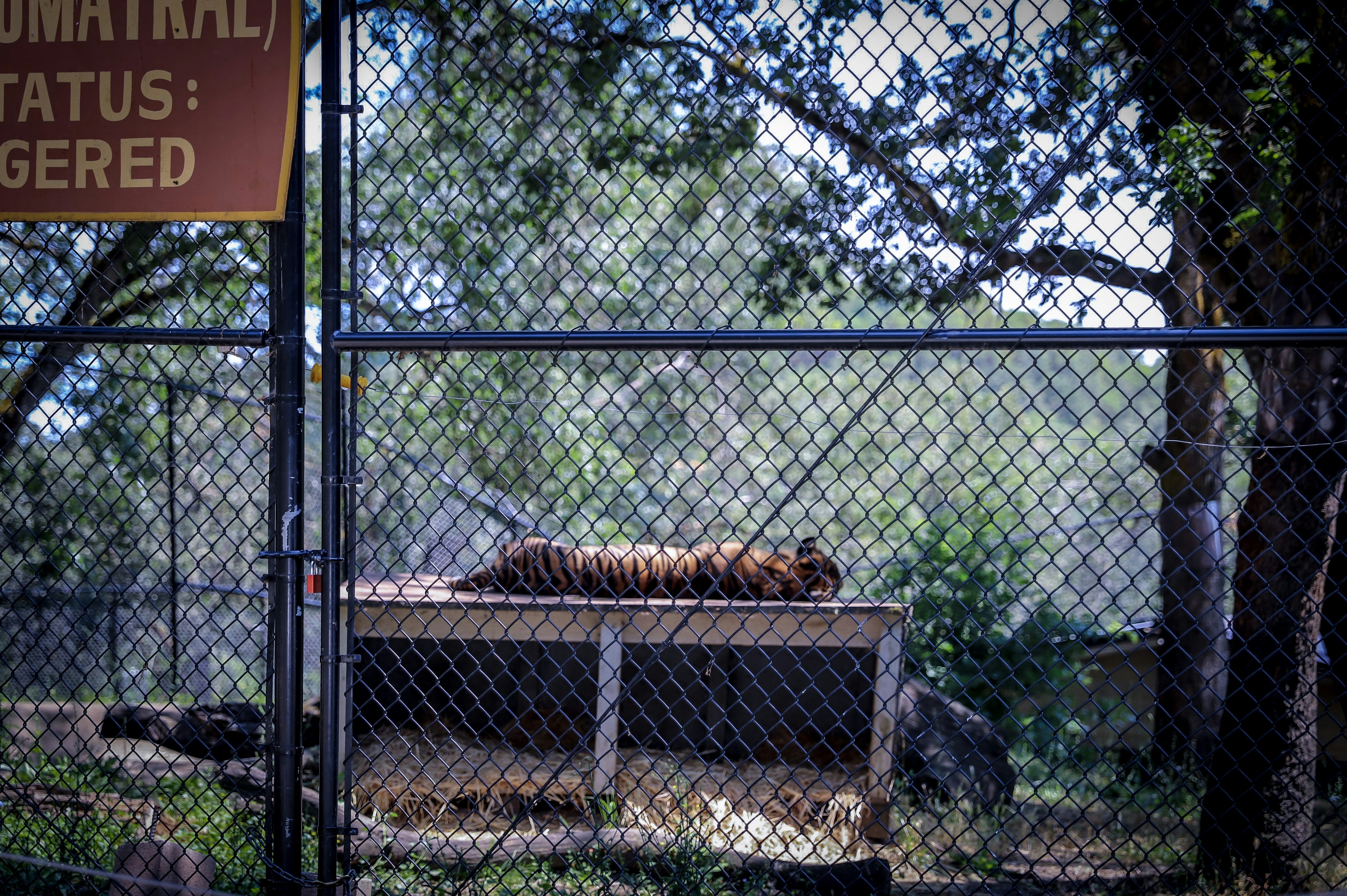 tigre adulto em cima da gaiola