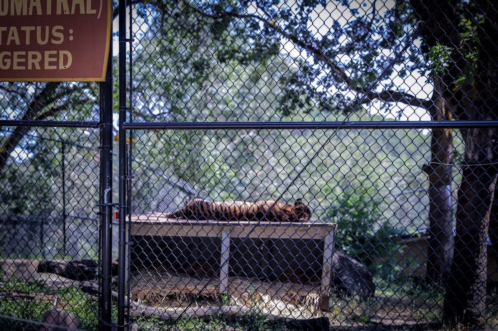 adult tiger on top of cage