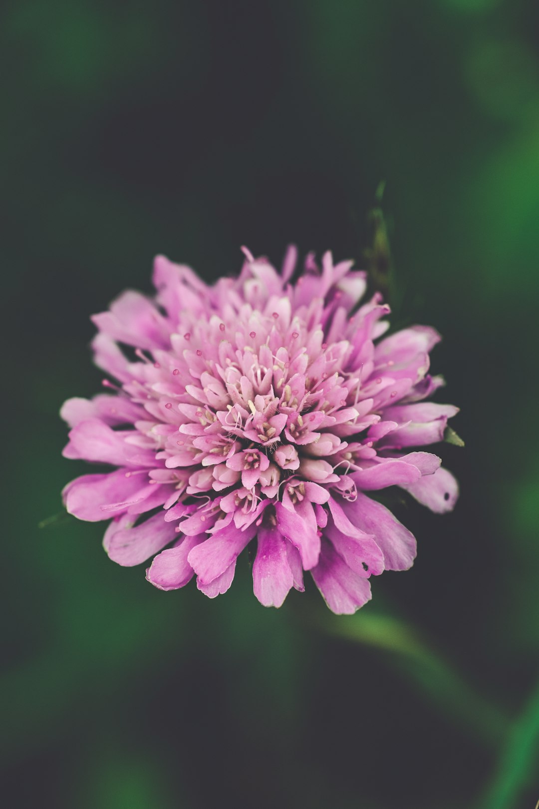 pink petaled flower