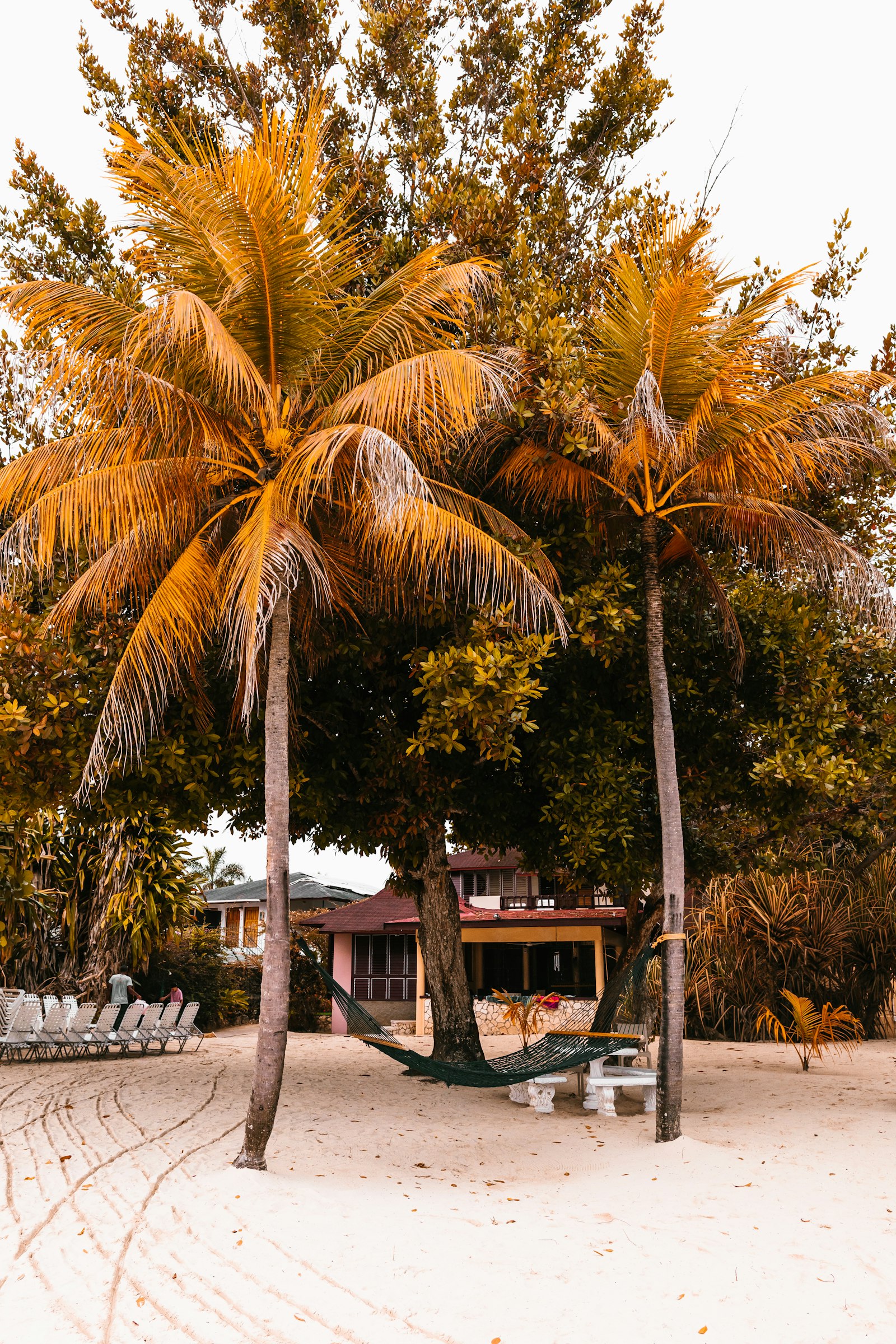 Canon EOS 5D Mark IV + Canon EF 24mm F1.4L II USM sample photo. Green coconut trees photography