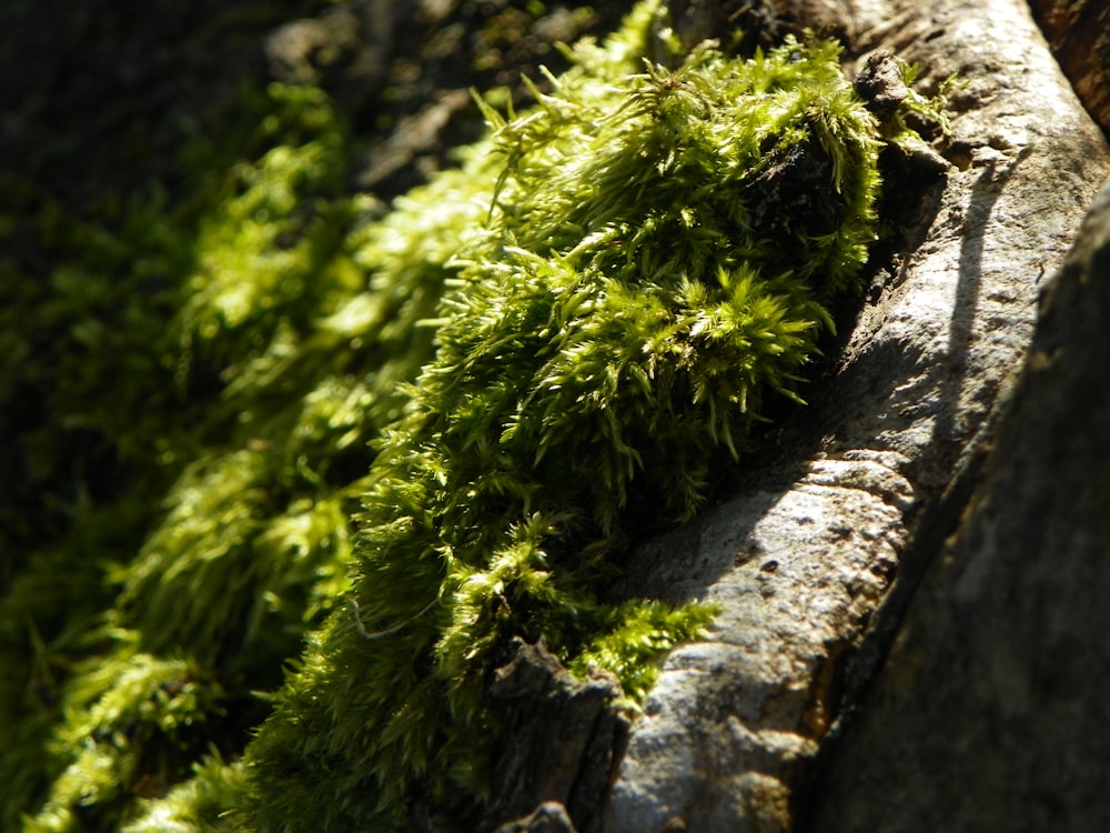 green-leafed plant