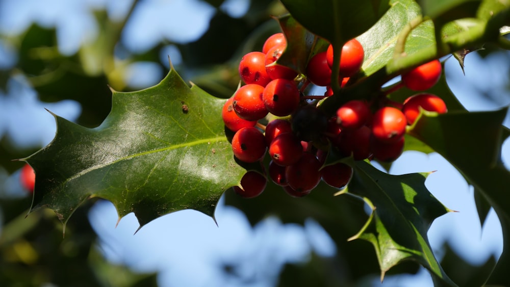 red fruits with green leaves