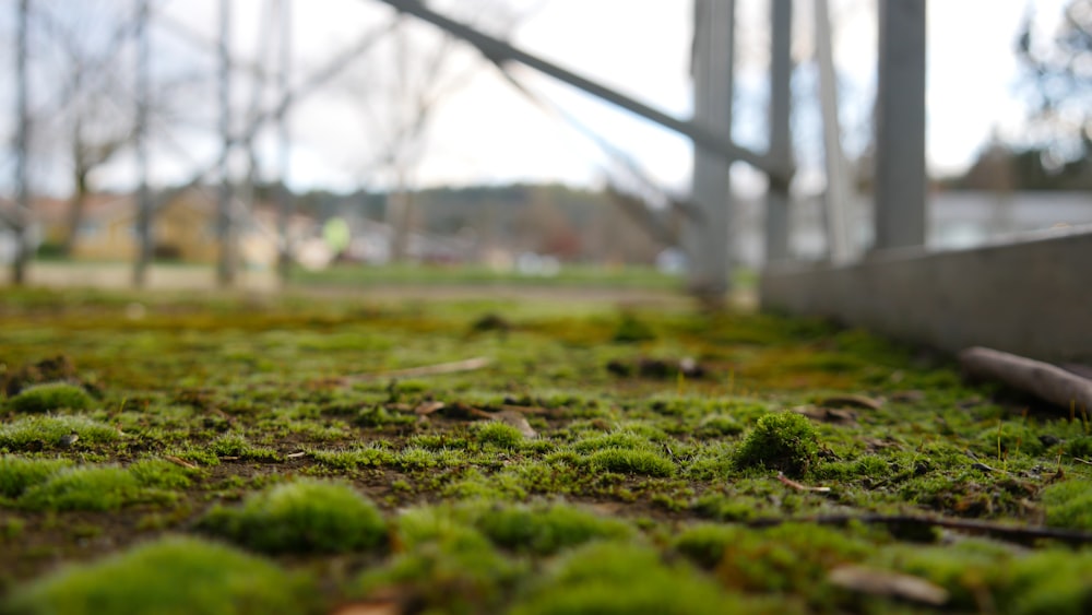 green grass field during daytime