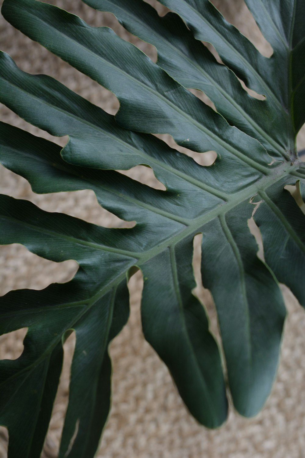 green leafed plant