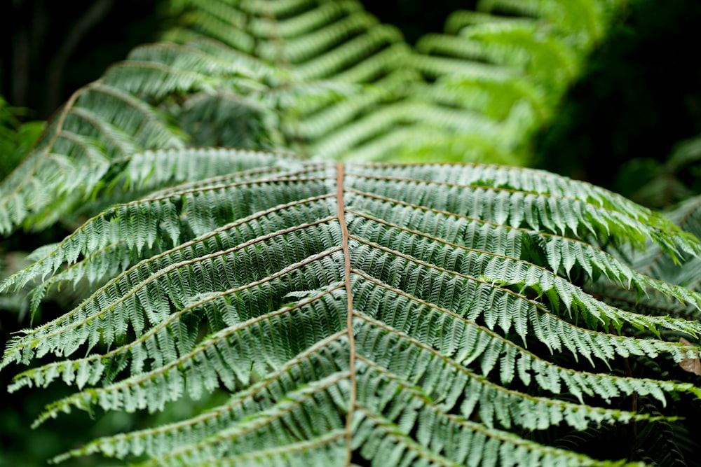 green fern plant