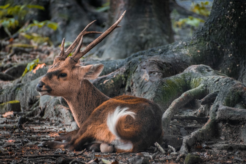 brown deer near trees