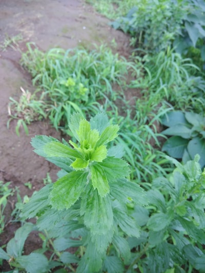 Close-up of a vibrant rare plant with deep green leaves and earthy brown soil background.