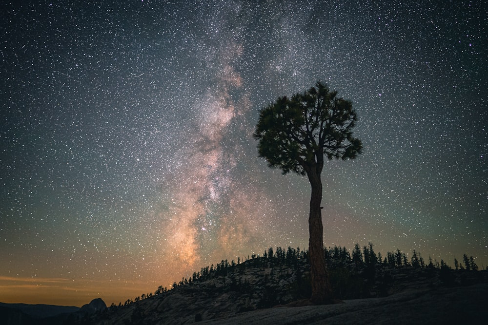 tall tree on hill on nighttime