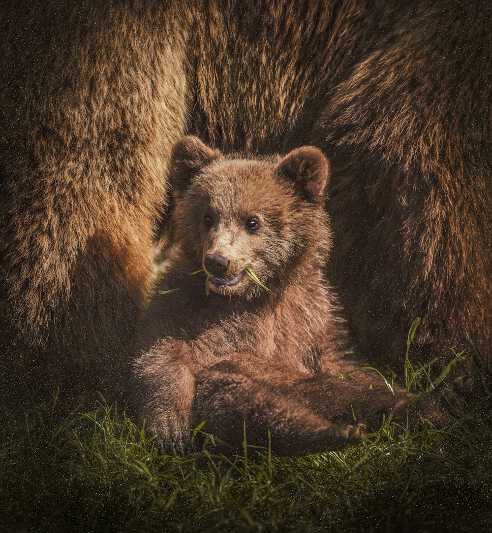 brown bear on focus photography