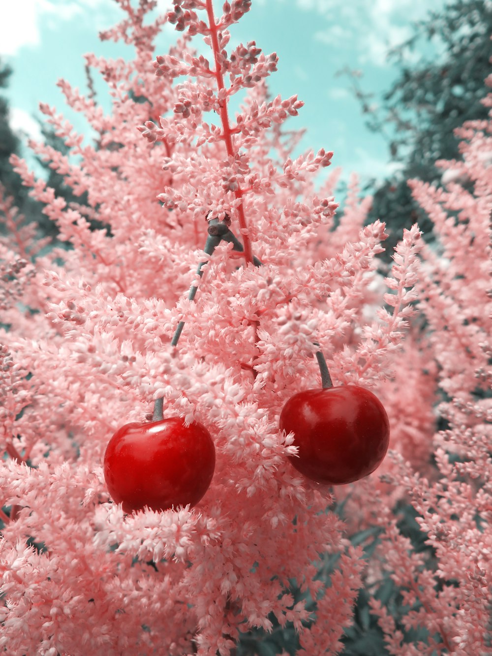 red fruits on tree