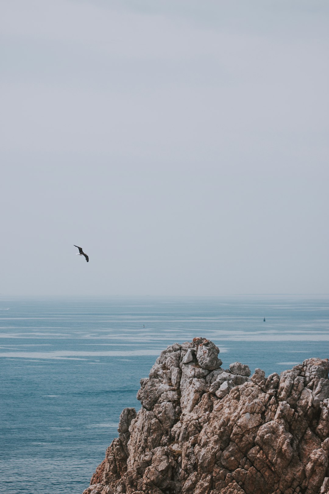 black bird flying over rocks n beach