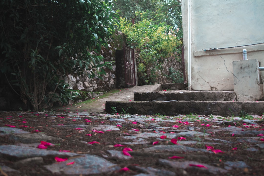 flowers on ground beside plants during daytime