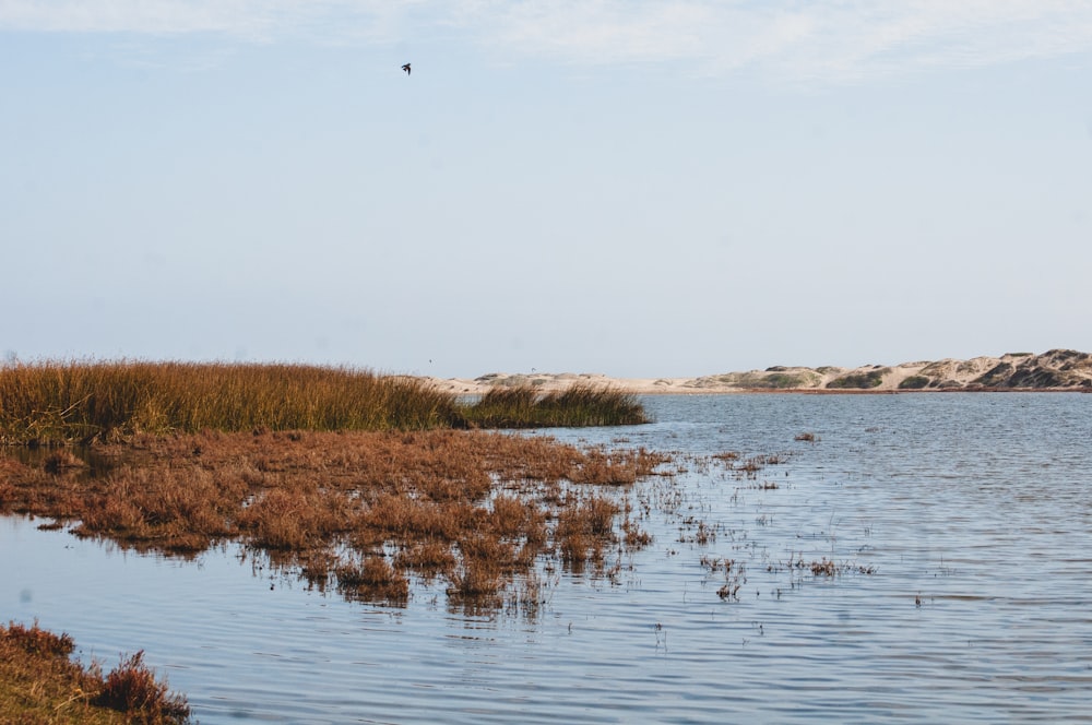 green grasses growing on lake water