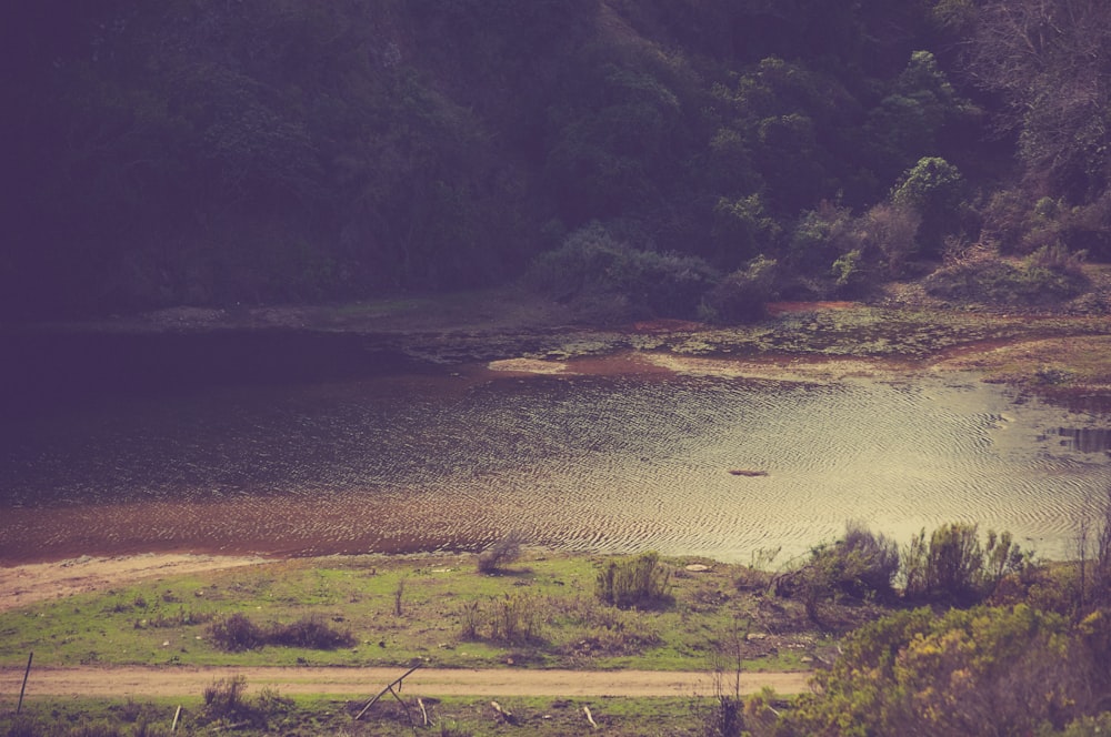 aerial photography of body of water and trees during daytime