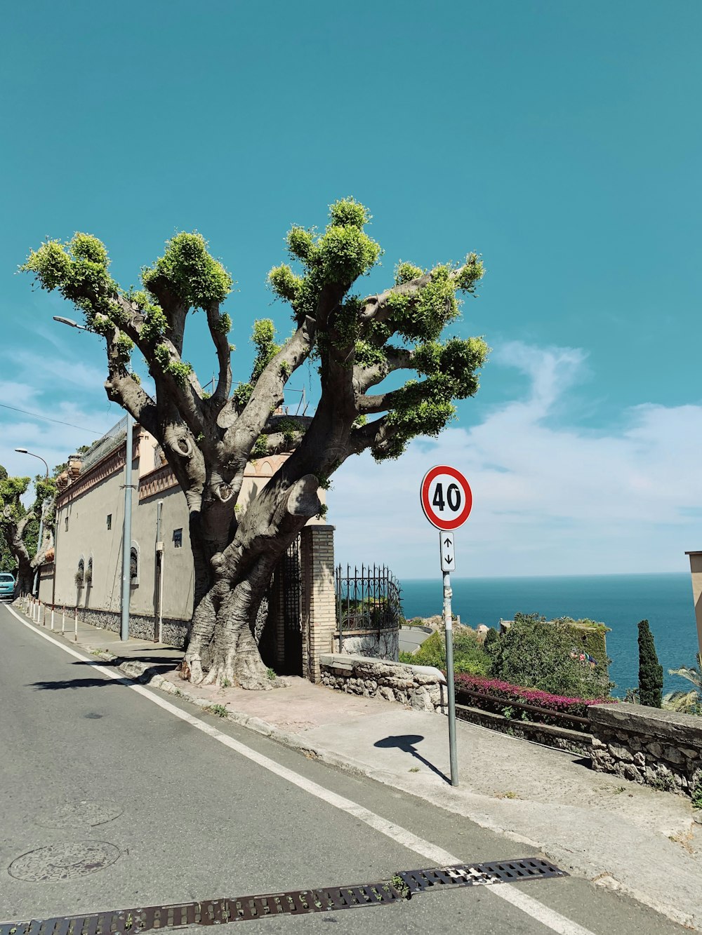 árbol de hojas verdes