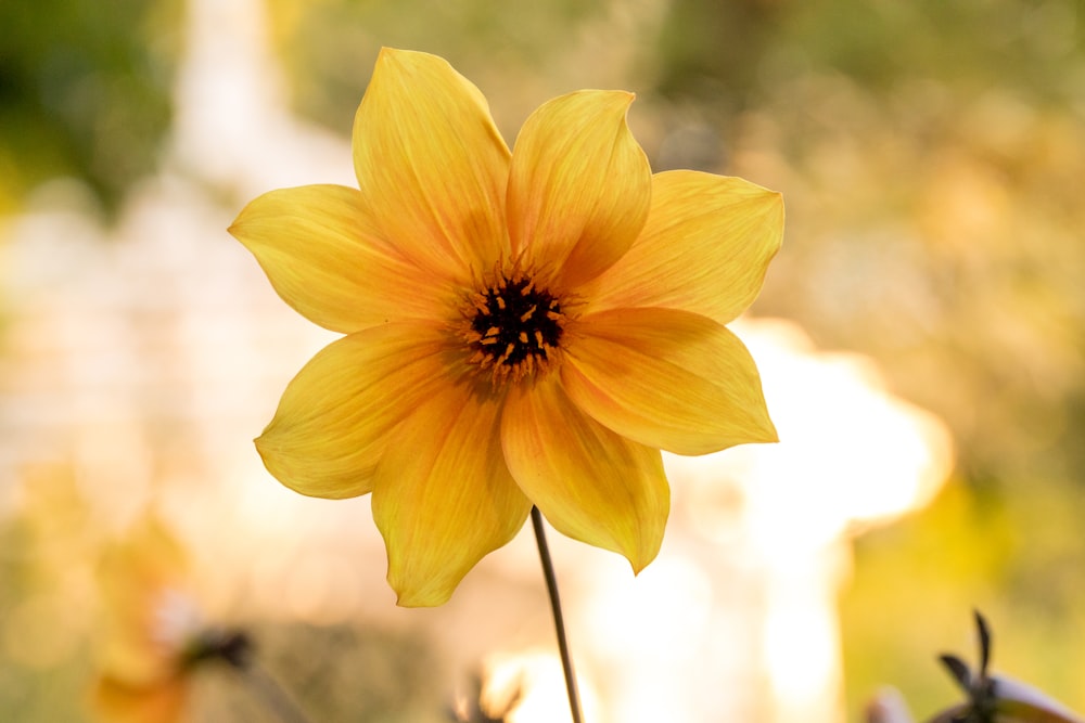 fotografia de foco seletivo de flor amarela