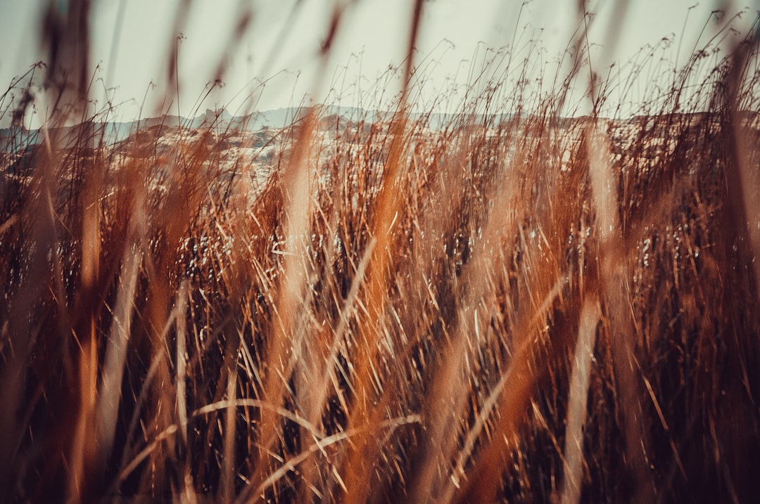 brown plant field during daytime