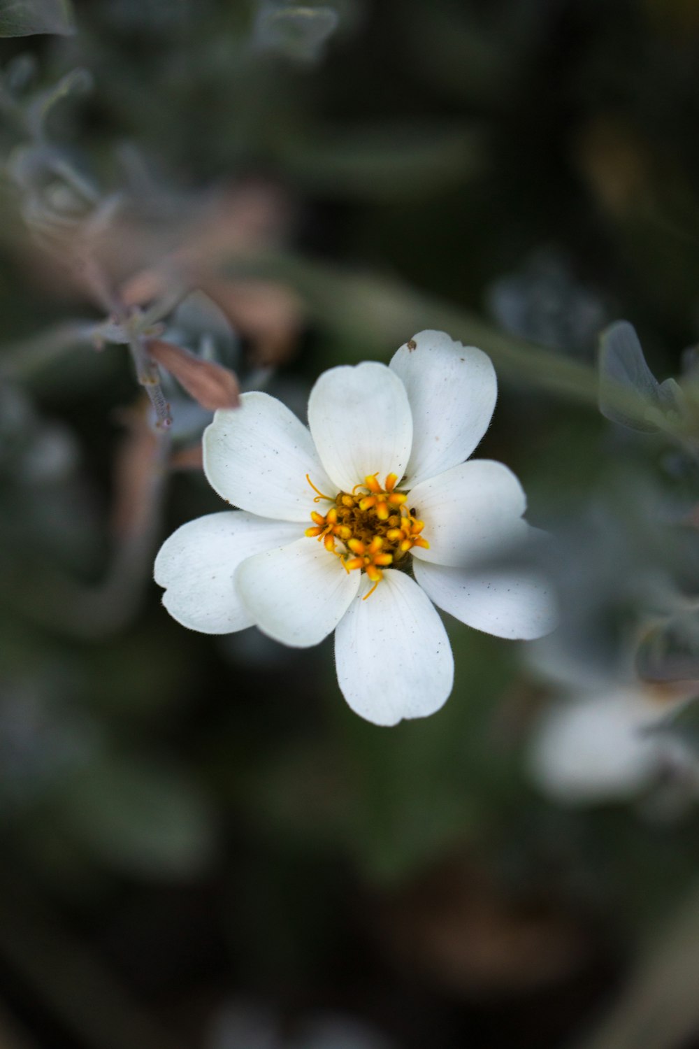 white petaled flower blooming