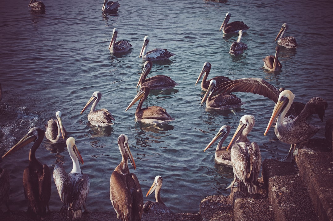 flock of long beak birds at the body of water