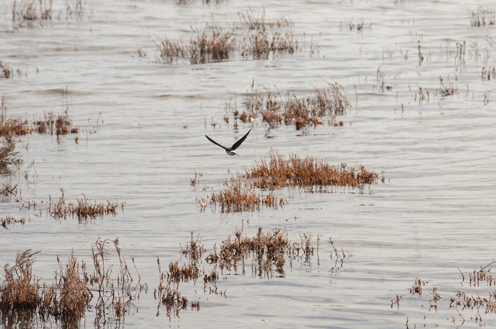 fotografia de pássaro voando sobre o corpo de água durante o dia