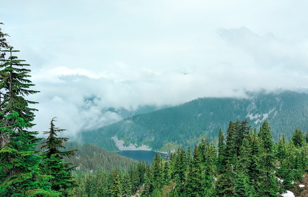 lake surrounded with tall and green trees under white skies