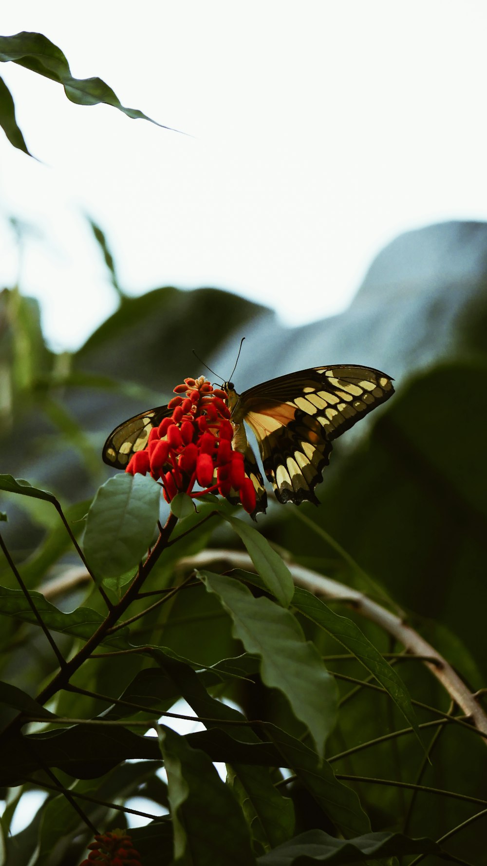 black and white butterfly perching on red flower