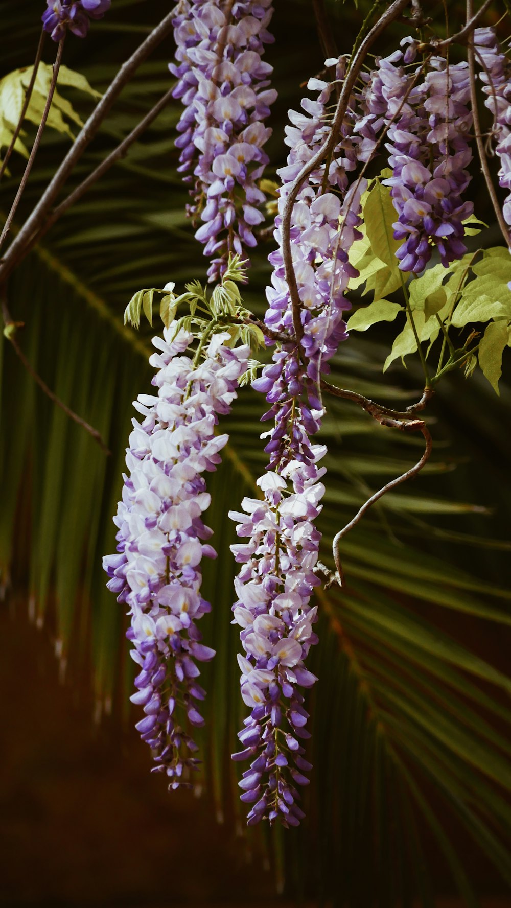 white and purple clustered petaled flowers
