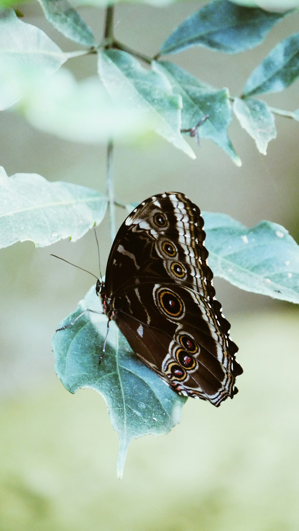 brow butterfly on green leaf