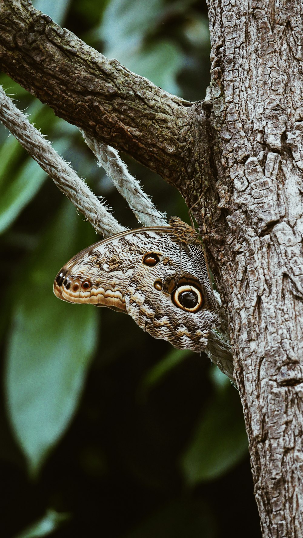 selective focus photography of gray butterfly