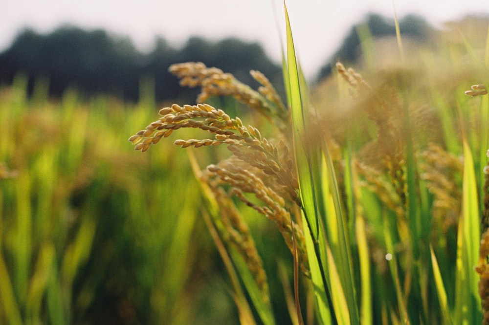 Campo de arroz integral