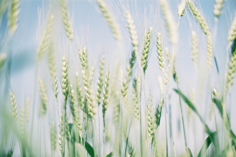 a close up of a field of wheat