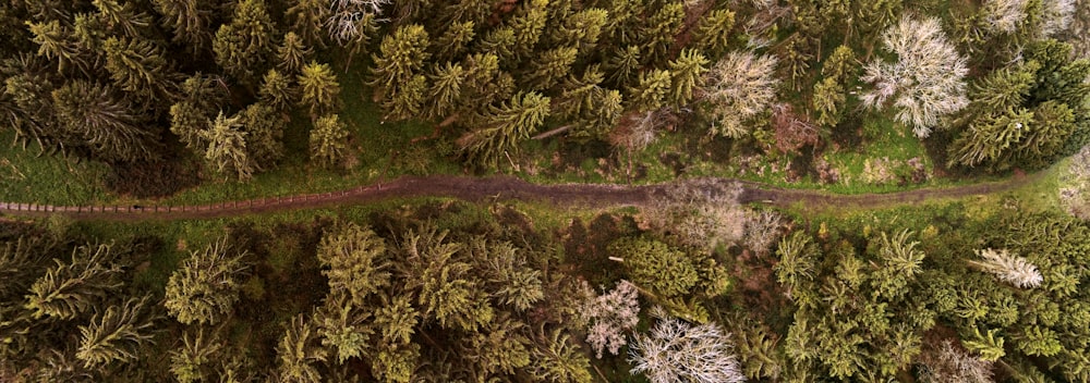 aerial photography of trees