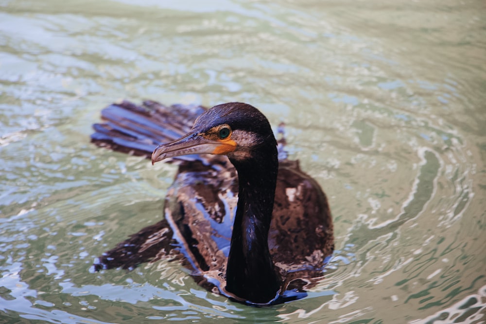 black bird on the water