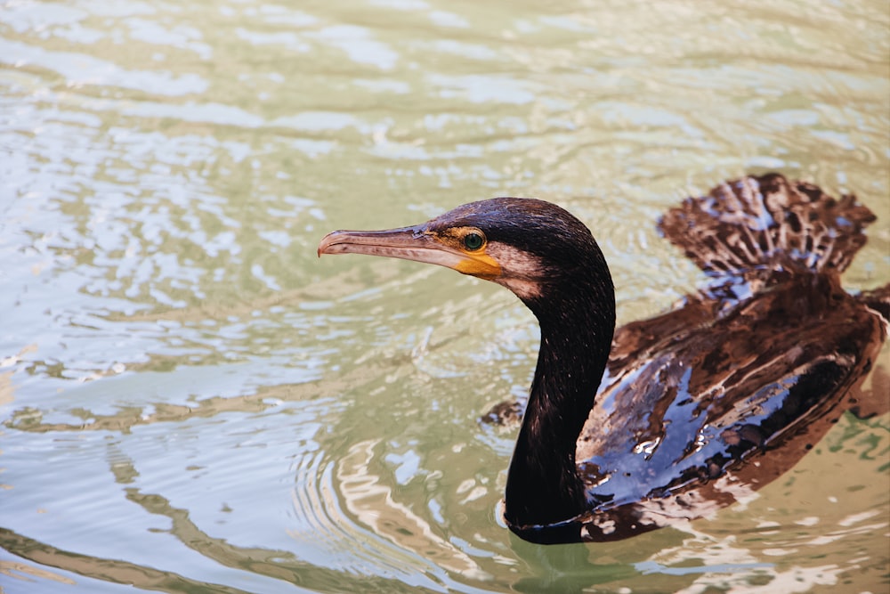 black bird on the water