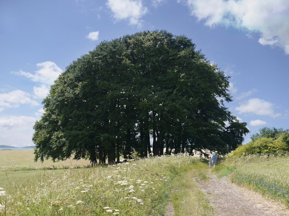 green tree during daytime