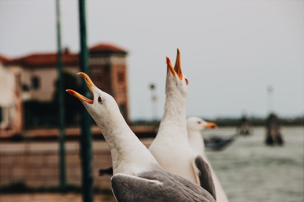 Gaviotas cerca de un cuerpo de agua