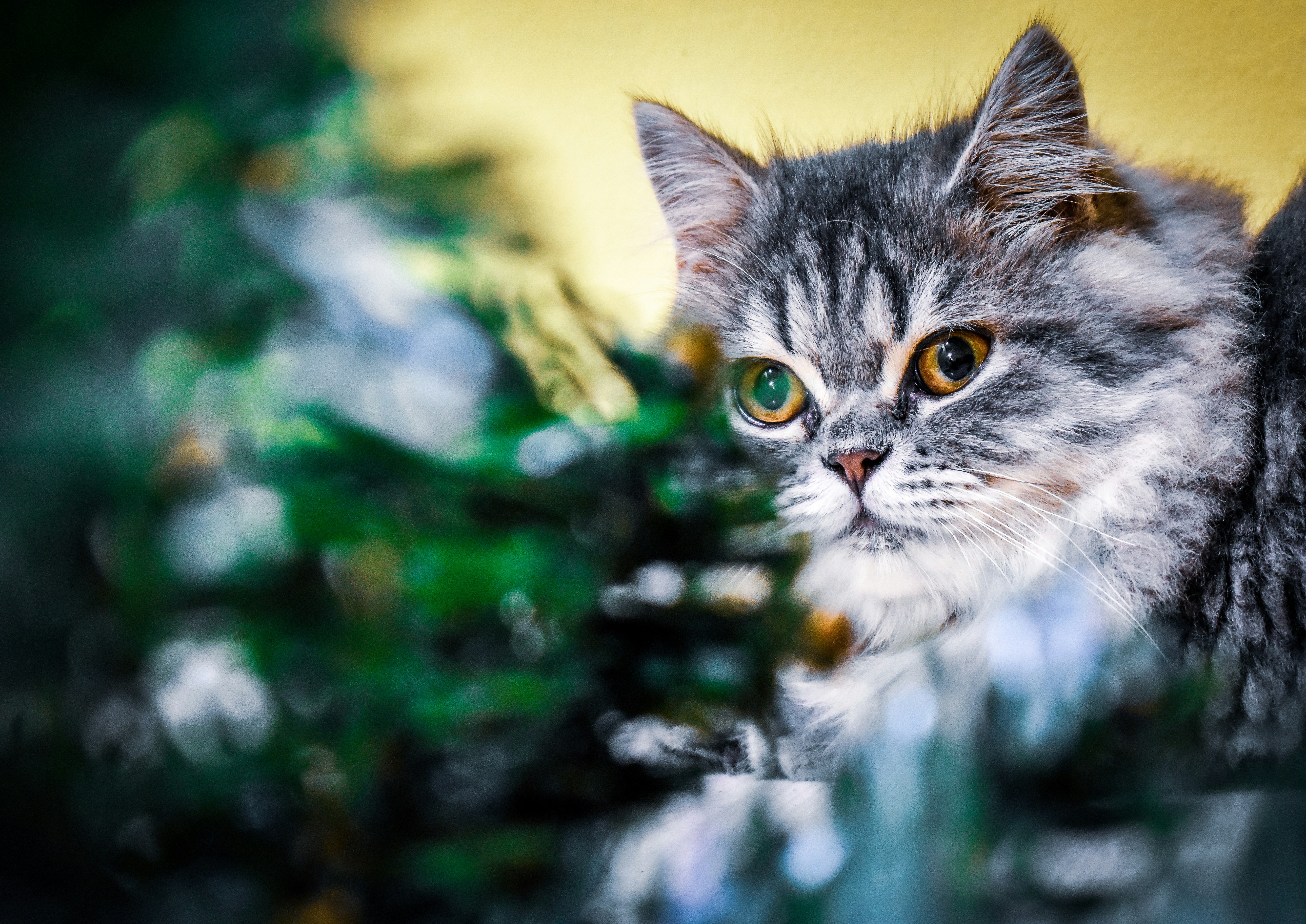 grey tabby cat close-up photo