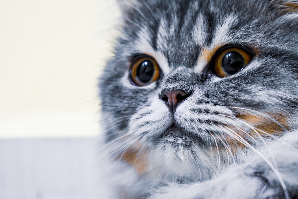 close-up photography of gray cat