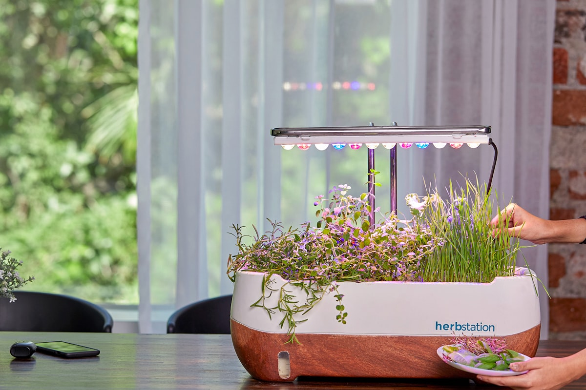 HOW TO GROW HERBS IN HYDROPONICS