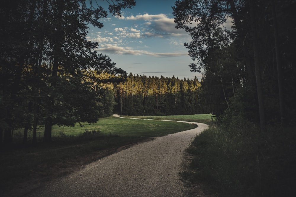 trees beside road