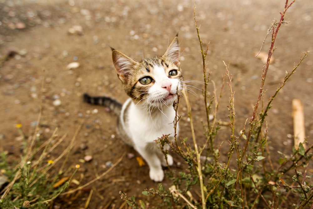 Gato blanco y marrón