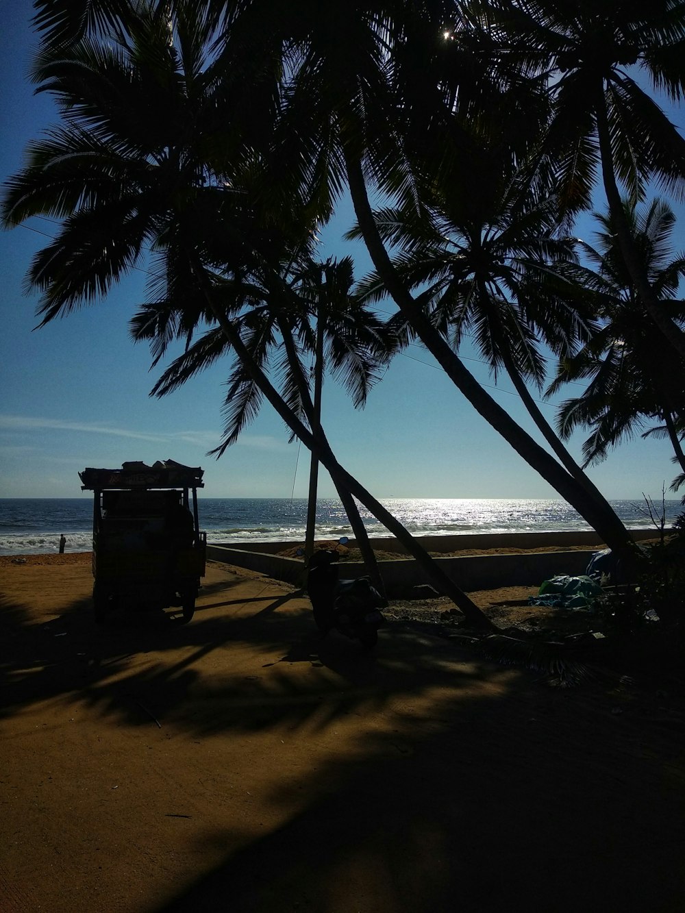 silhouette of coconut tress near ocean