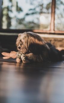 A fluffy dog lies on the floor next to a stuffed toy rabbit, with soft natural light streaming through the window and creating a warm, peaceful atmosphere.