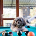 brown dog on pool table
