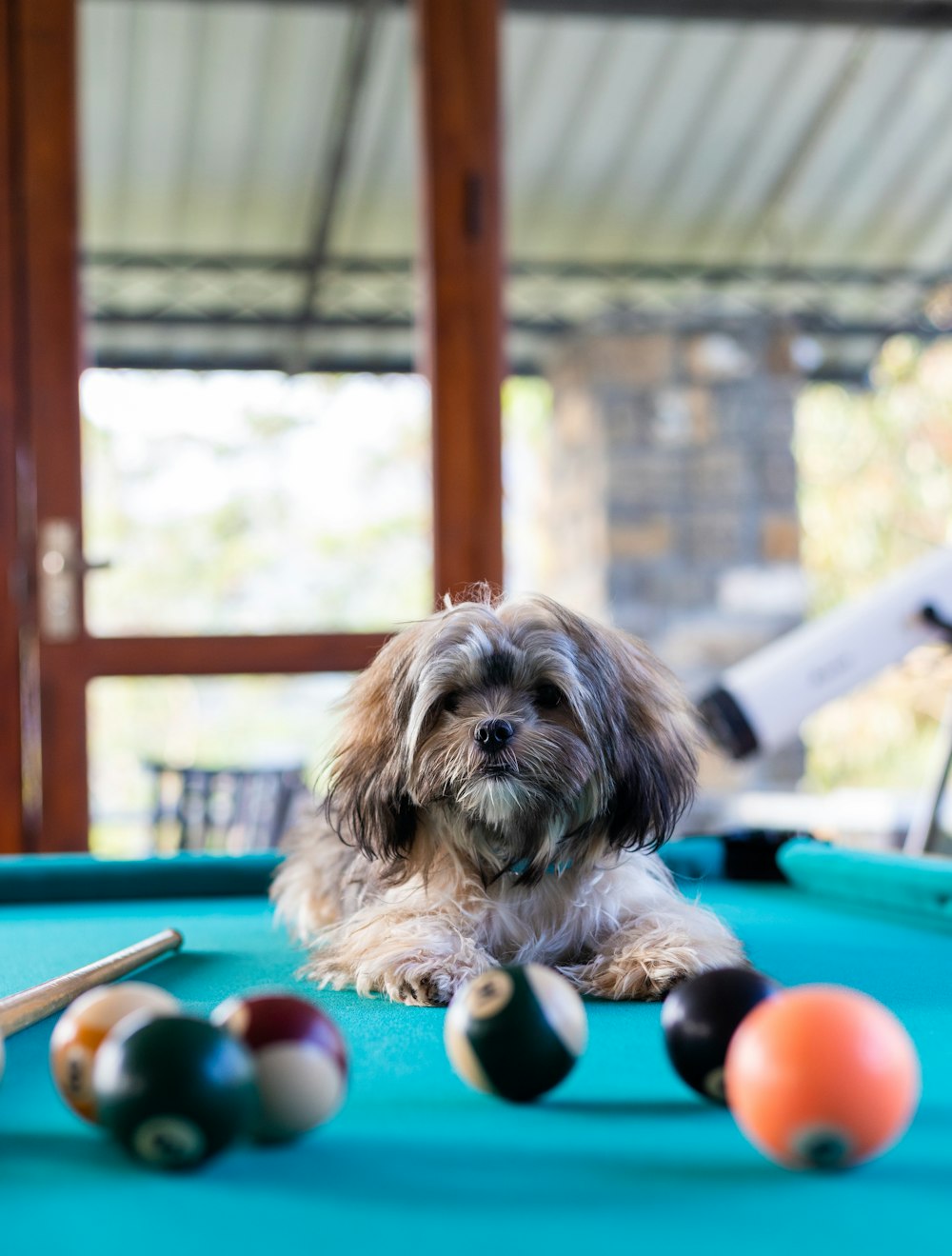 brown dog on pool table