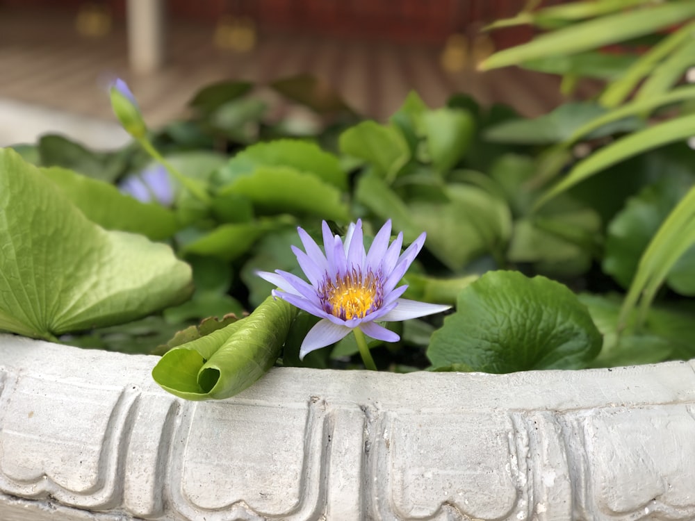 purple petaled flower