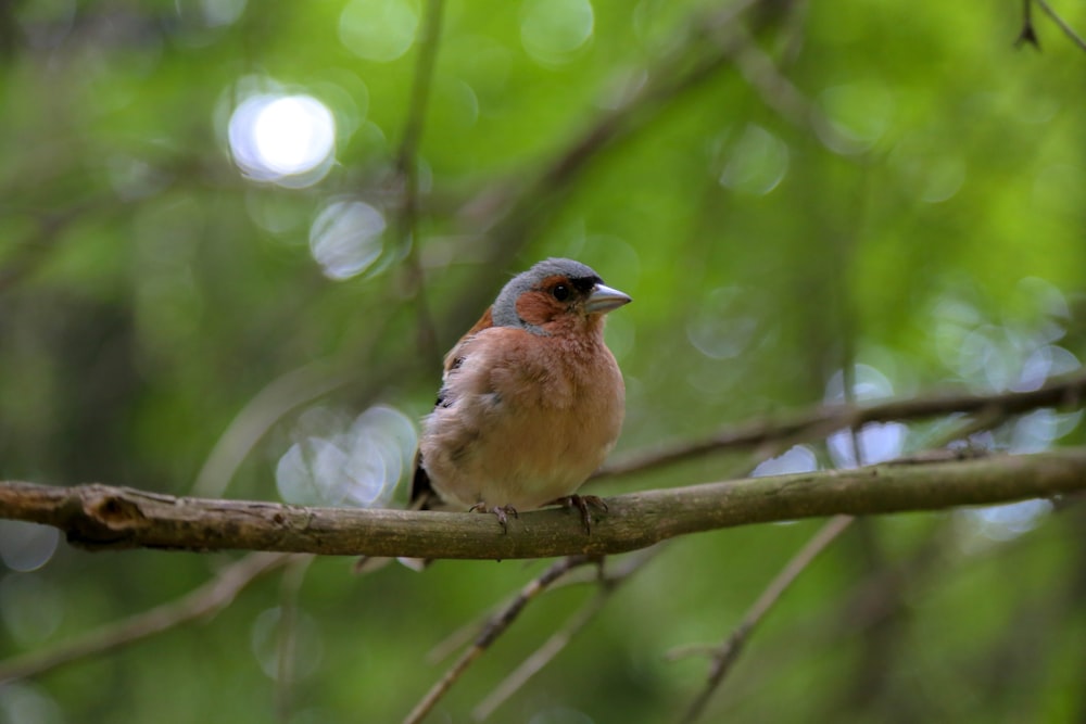 brown bird