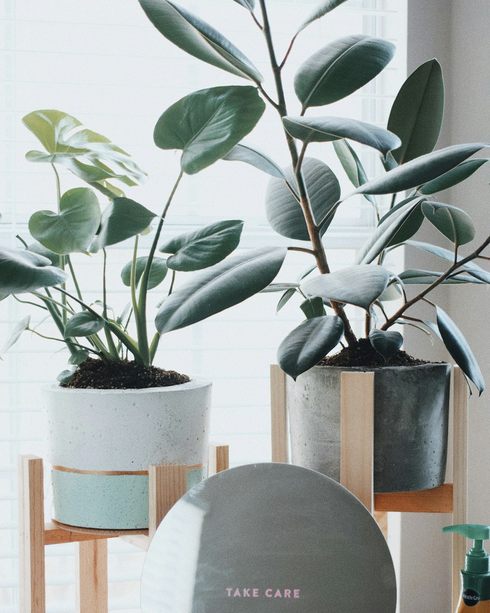 two green potted plants on wooden stands near window