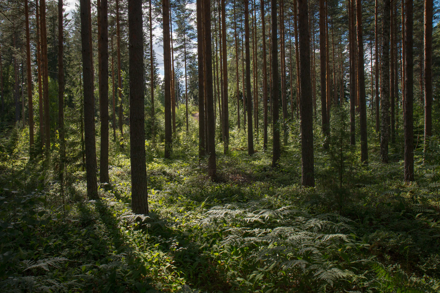 Green Finnish forest in daylight