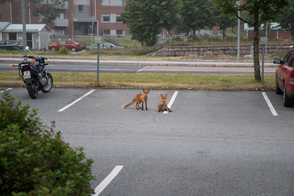 two brown fox on road during daytime